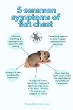 Load image into Gallery viewer, Puppy Flat Chest protector & treatment "bundle"All Sizes