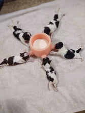 Load image into Gallery viewer, Mammal Momma Nursing Station