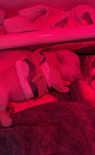 Load image into Gallery viewer, Puppy Flat Chest protector & treatment "bundle"All Sizes