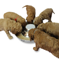 Load image into Gallery viewer, Stainless steel Weaning puppy food bowls