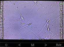 Load image into Gallery viewer, SPERM COUNTING CHAMBER DRM-600 (50CT) CELL-VU DISPOSABLE