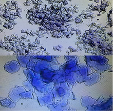 Load image into Gallery viewer, *NEW* HOËK Canine Vaginal Cytology Test Kit (Time Breedings)
